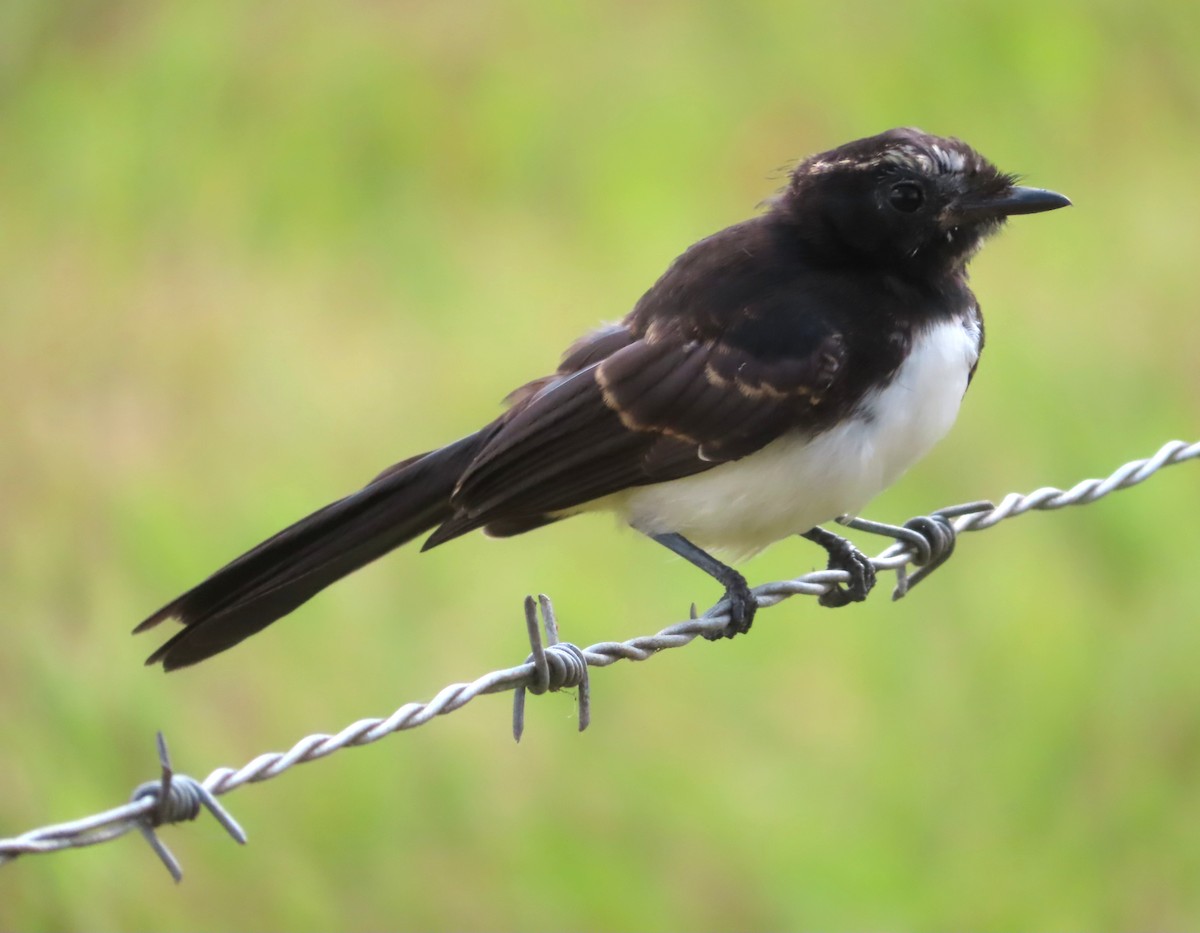 Willie-wagtail - ML541692751