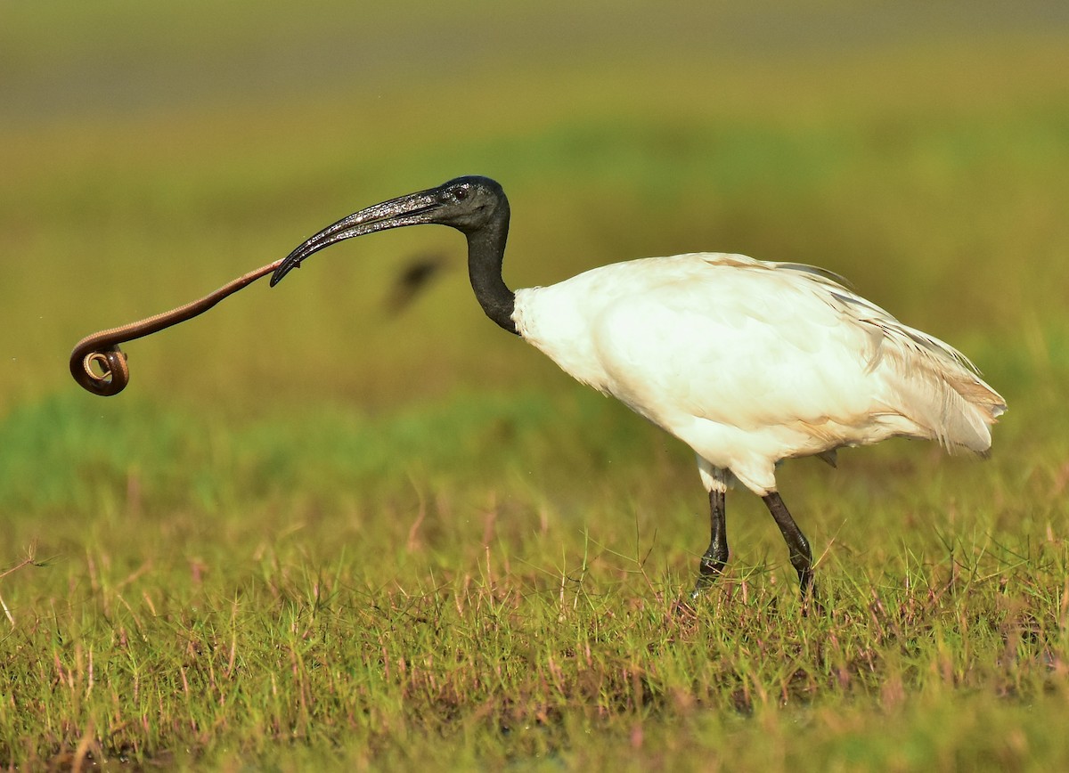 ibis černohlavý - ML541695491