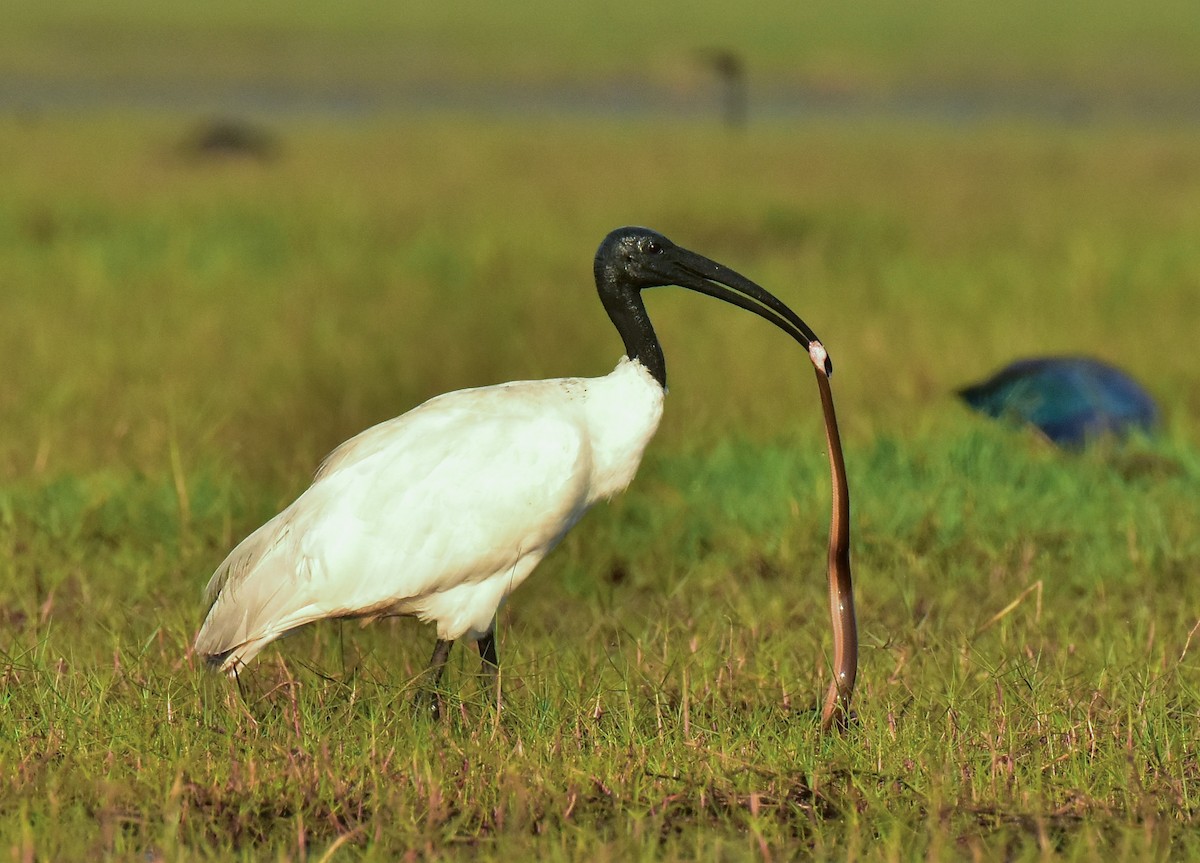 ibis černohlavý - ML541695501