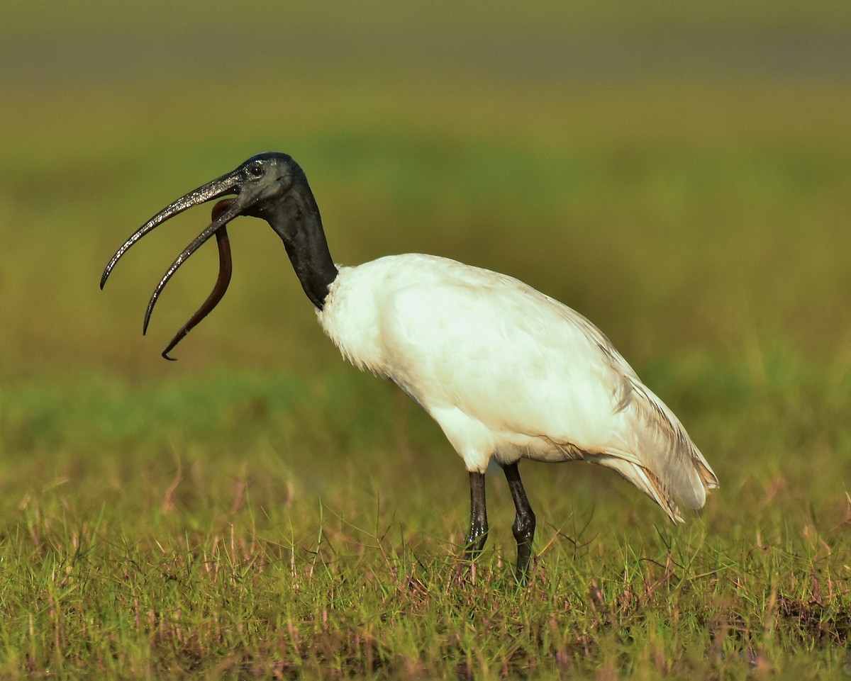 ibis černohlavý - ML541695511