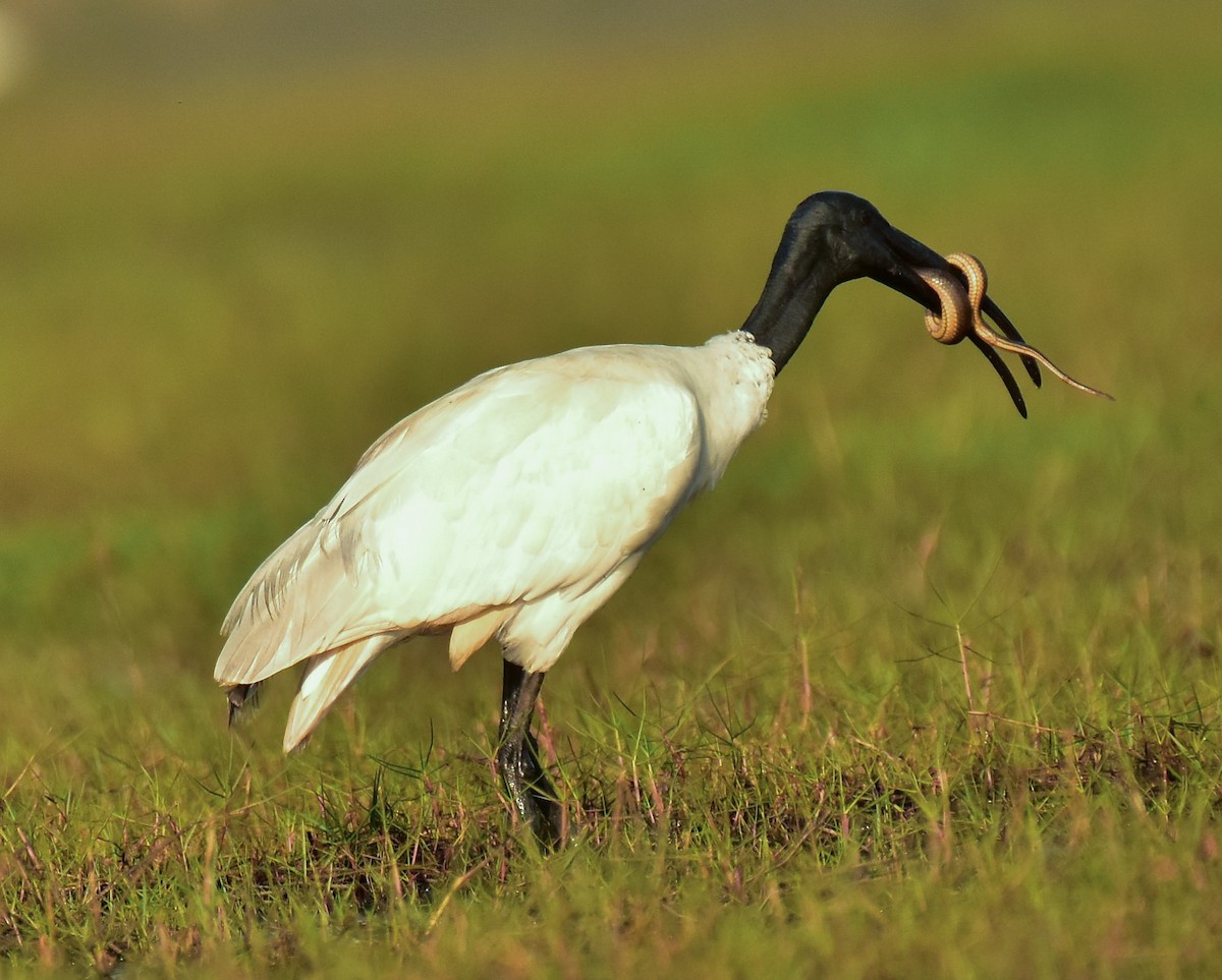 ibis černohlavý - ML541695521
