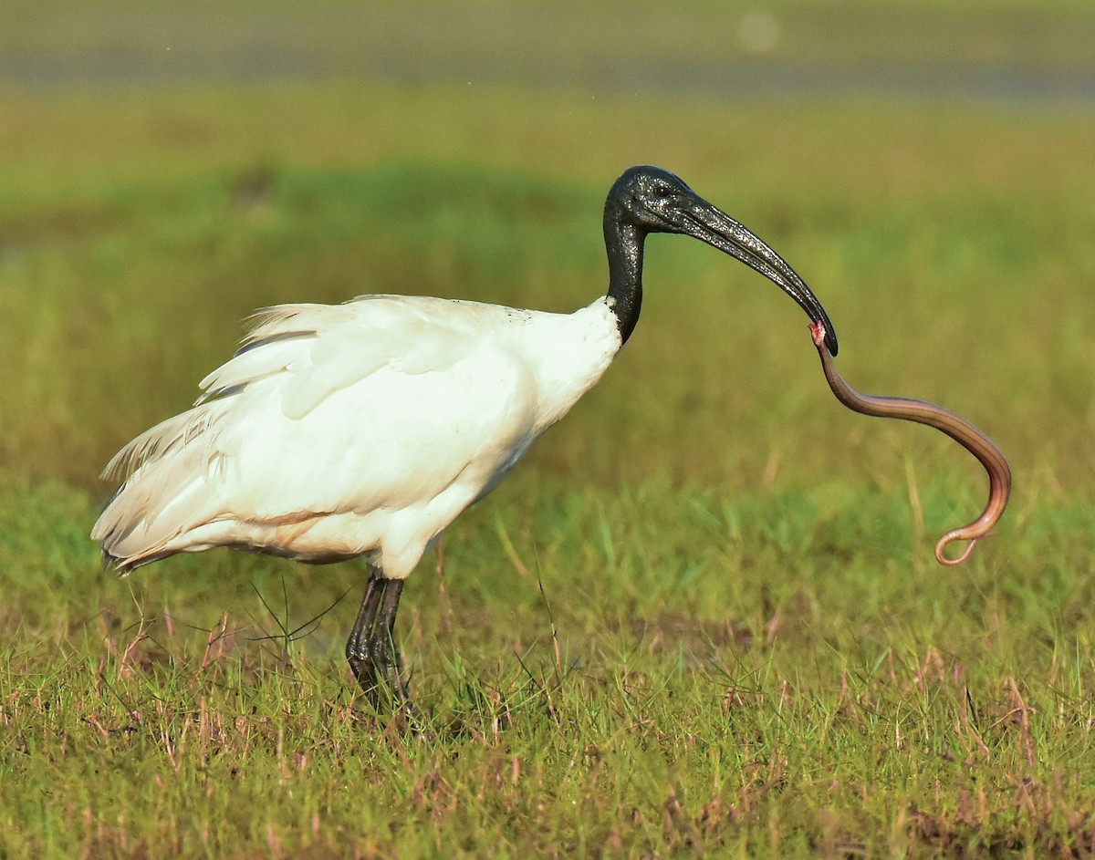 ibis černohlavý - ML541695531