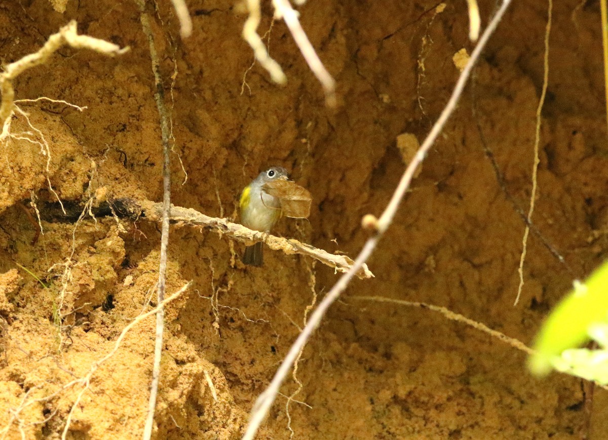 Chestnut-crowned Warbler - ML541695831