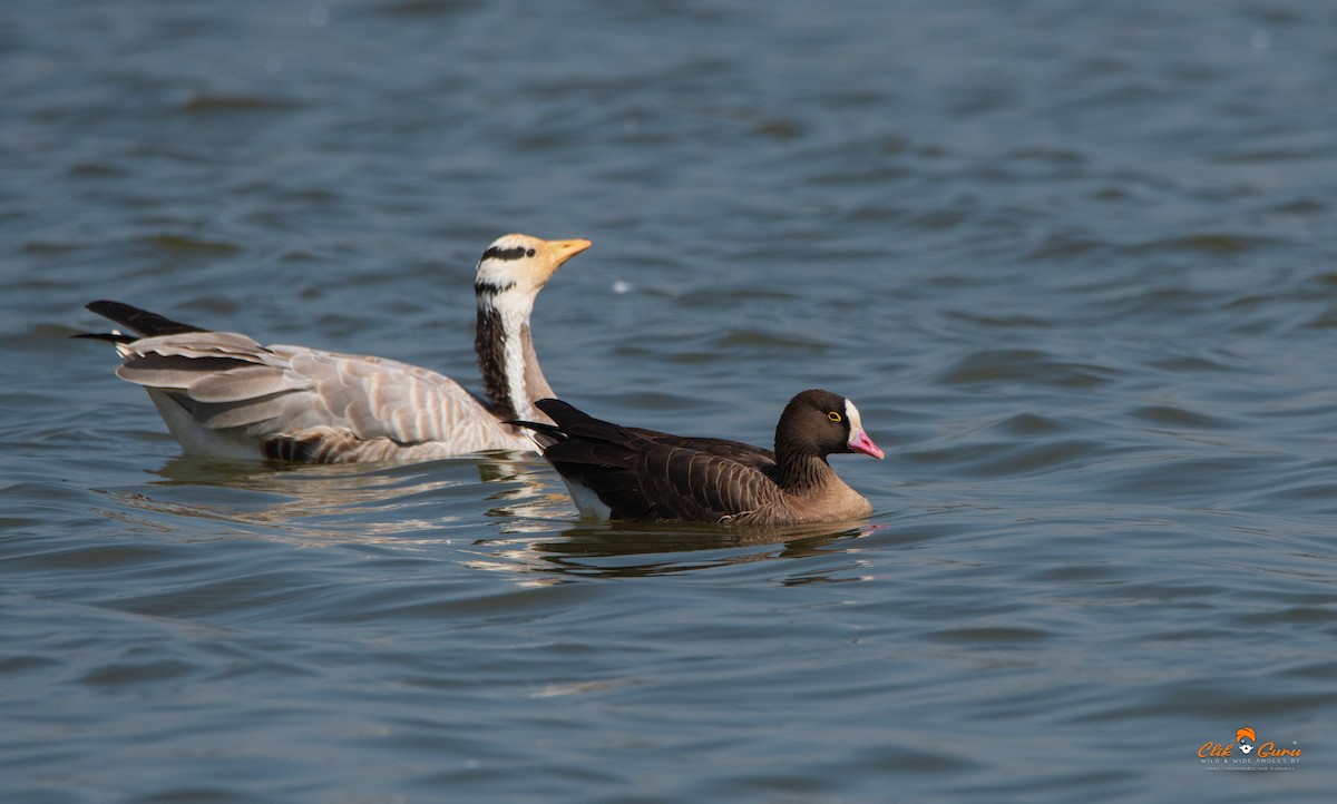 Lesser White-fronted Goose - ML541696171