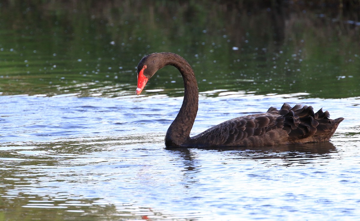 Black Swan - ML54169741