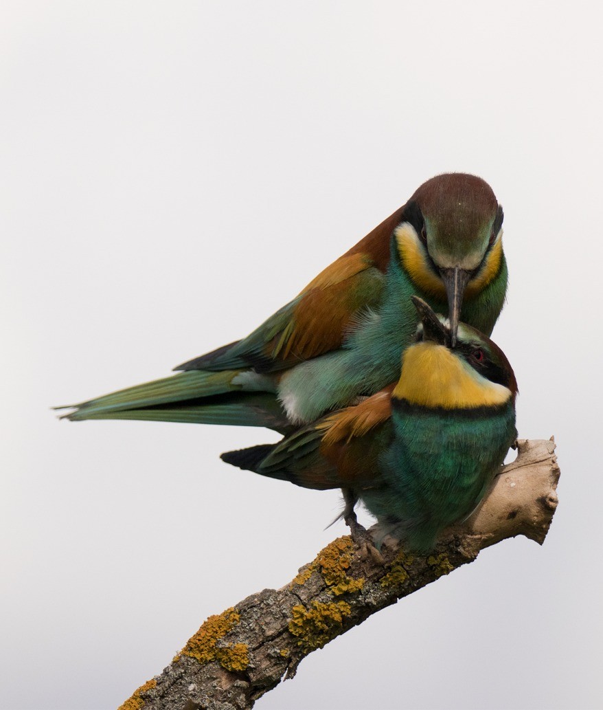 European Bee-eater - ML541699851