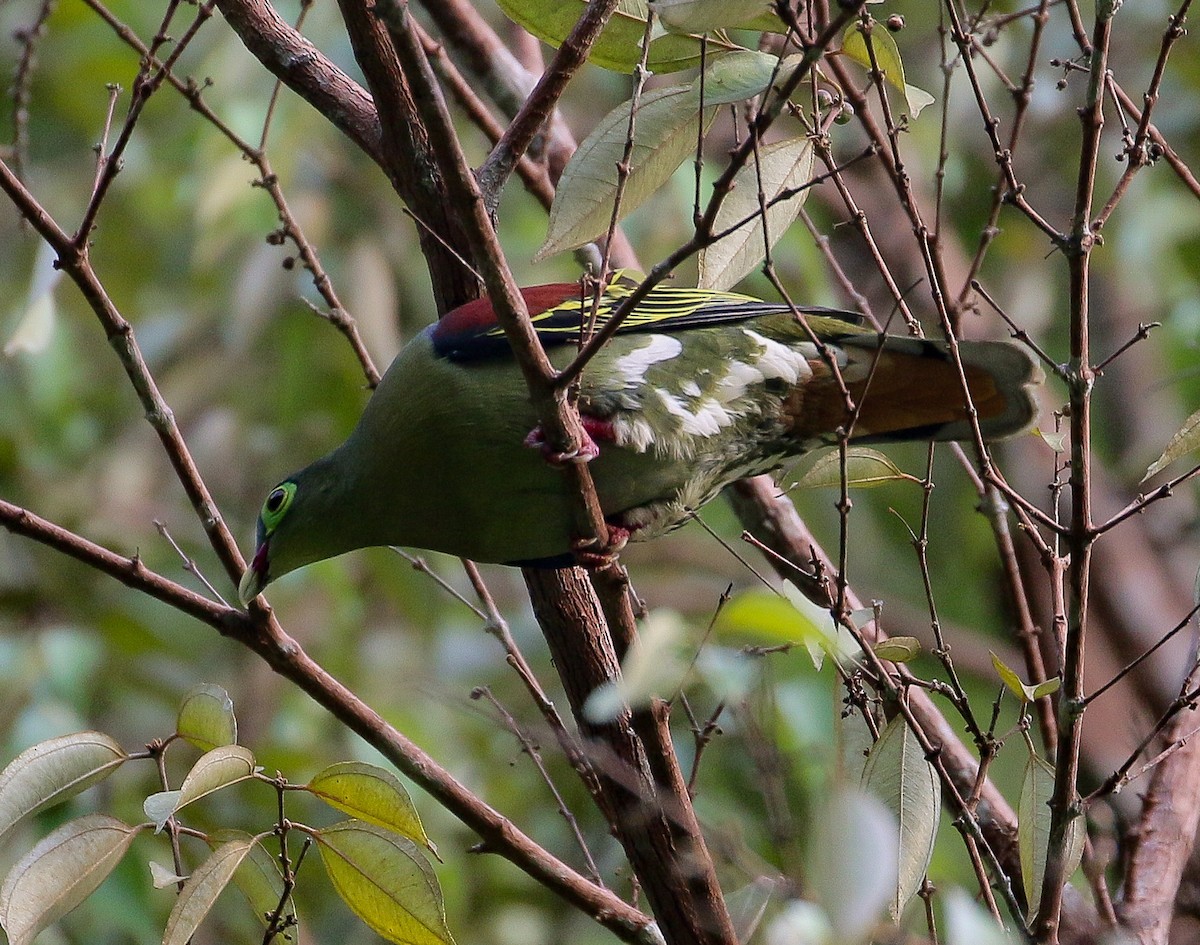 Thick-billed Green-Pigeon - ML541700551