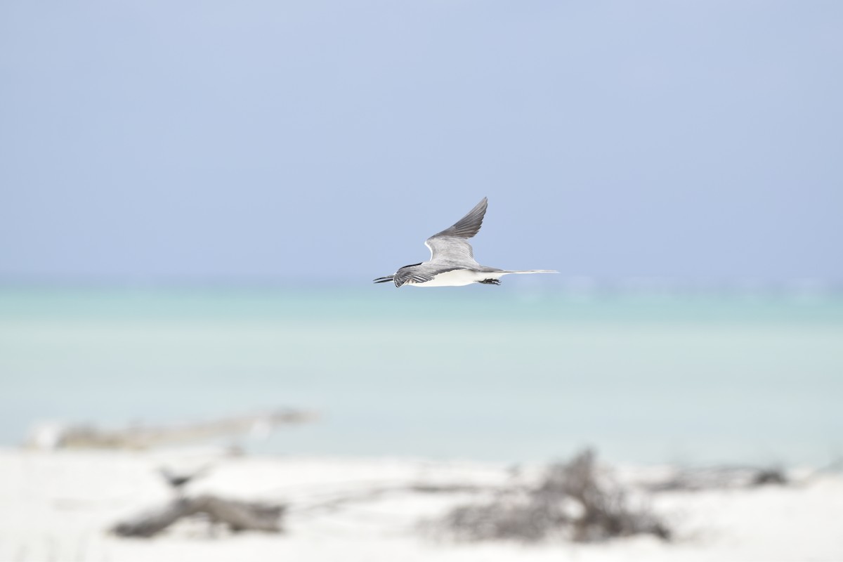 Gray-backed Tern - Florent De Vathaire