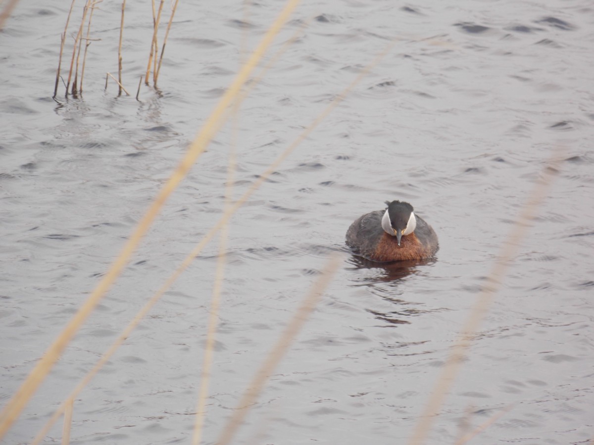 Red-necked Grebe - ML54170591