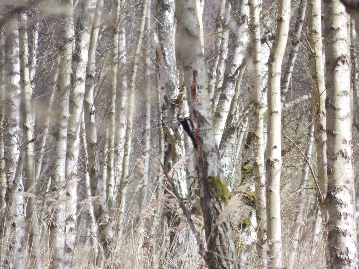 Great Spotted Woodpecker - Kasun Bodawatta