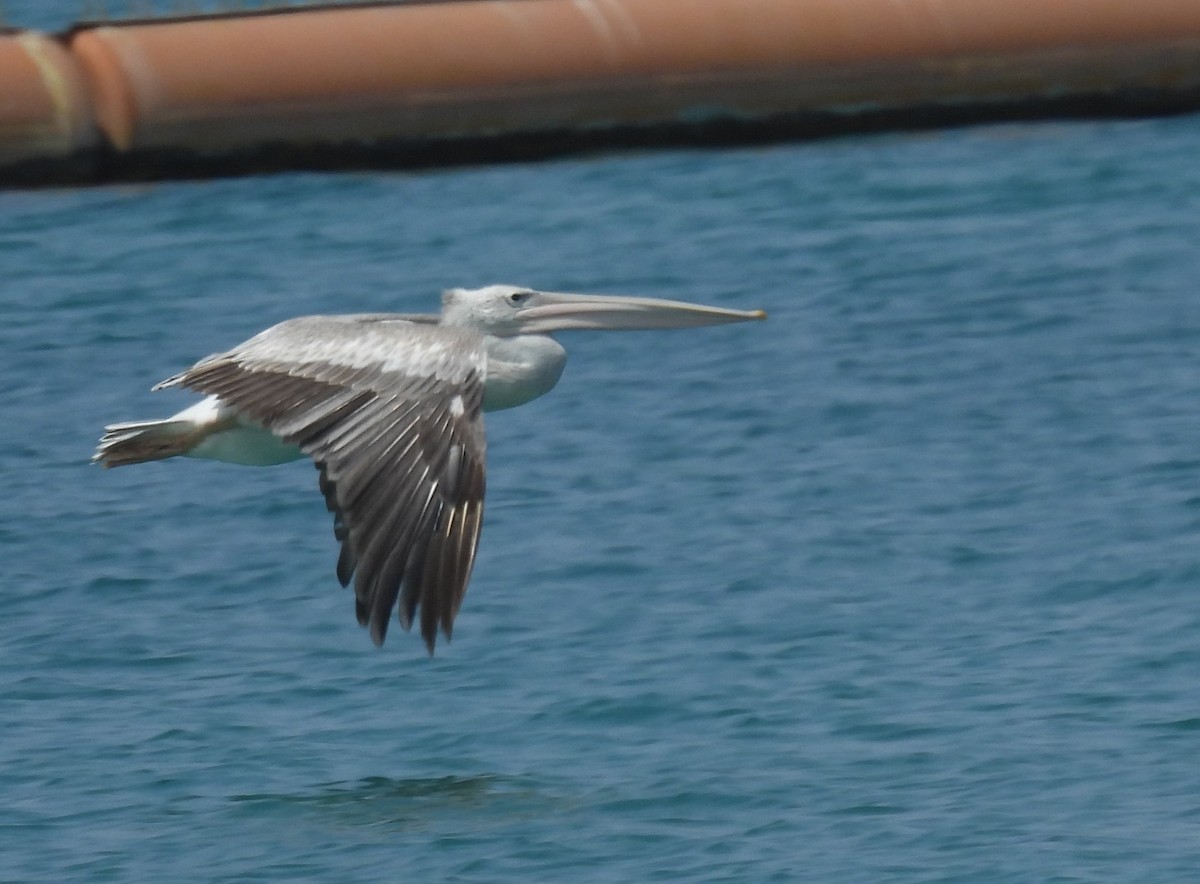 Pink-backed Pelican - ML541725541