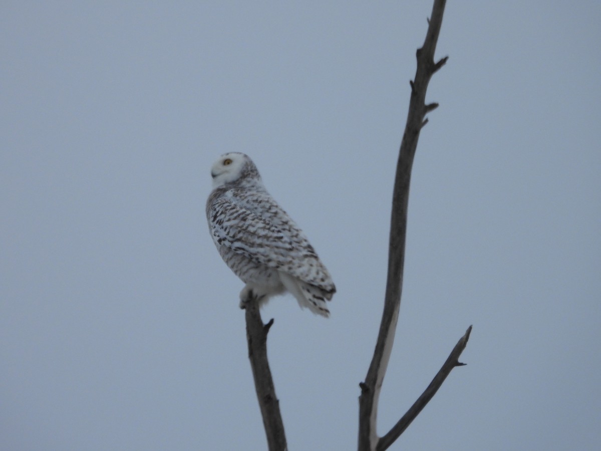 Snowy Owl - ML541726671