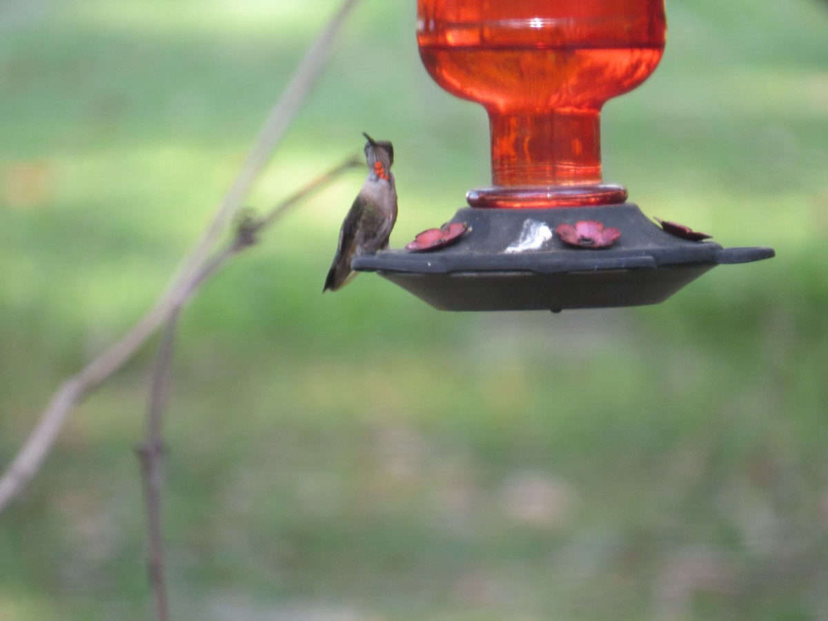 Ruby-throated Hummingbird - ML541727651