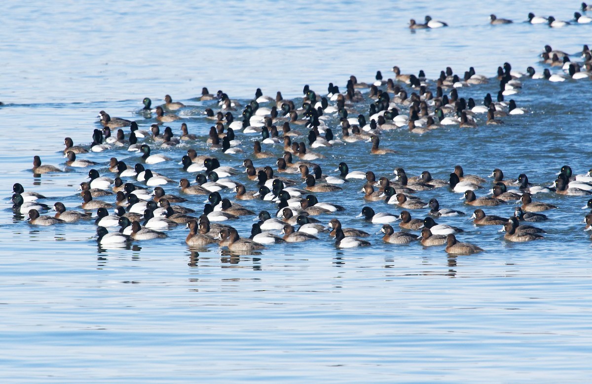 Greater/Lesser Scaup - ML541728431