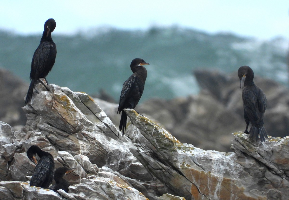 Long-tailed Cormorant - ML541728821