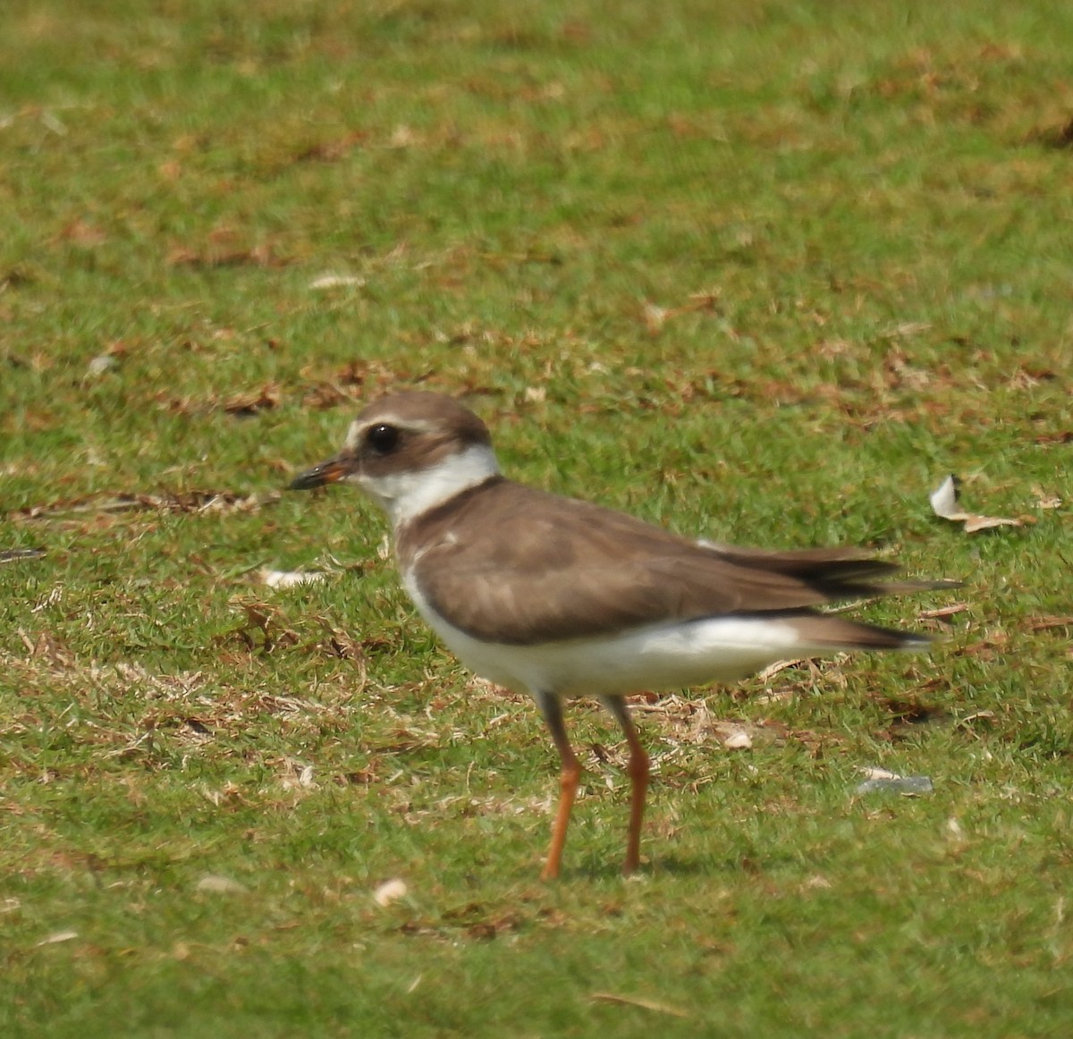 Common Ringed Plover - ML541729031