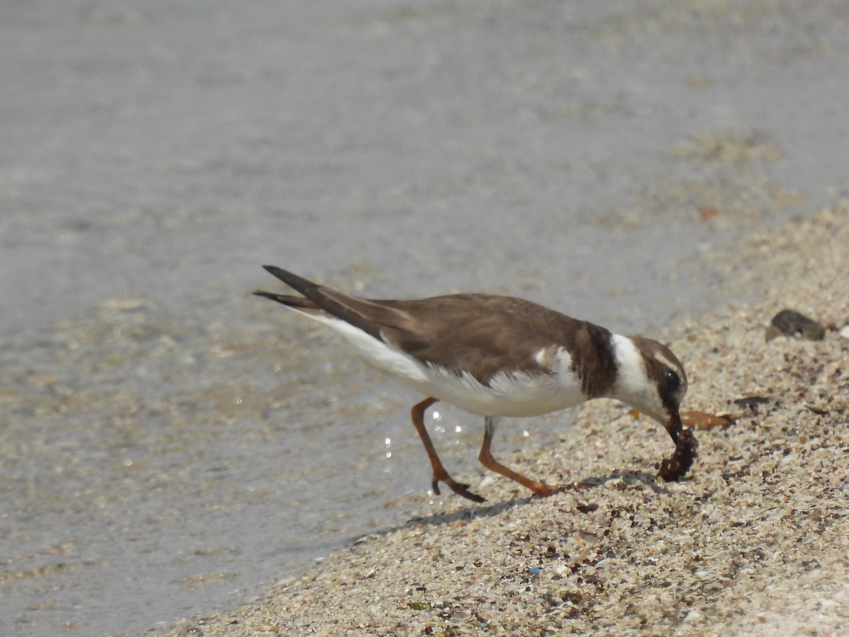 Common Ringed Plover - ML541729131