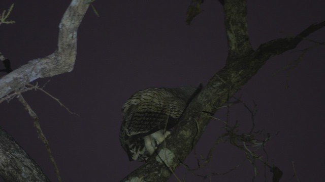 Spot-bellied Eagle-Owl - ML541729221