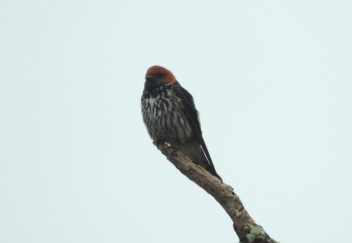 Lesser Striped Swallow - ML541729521