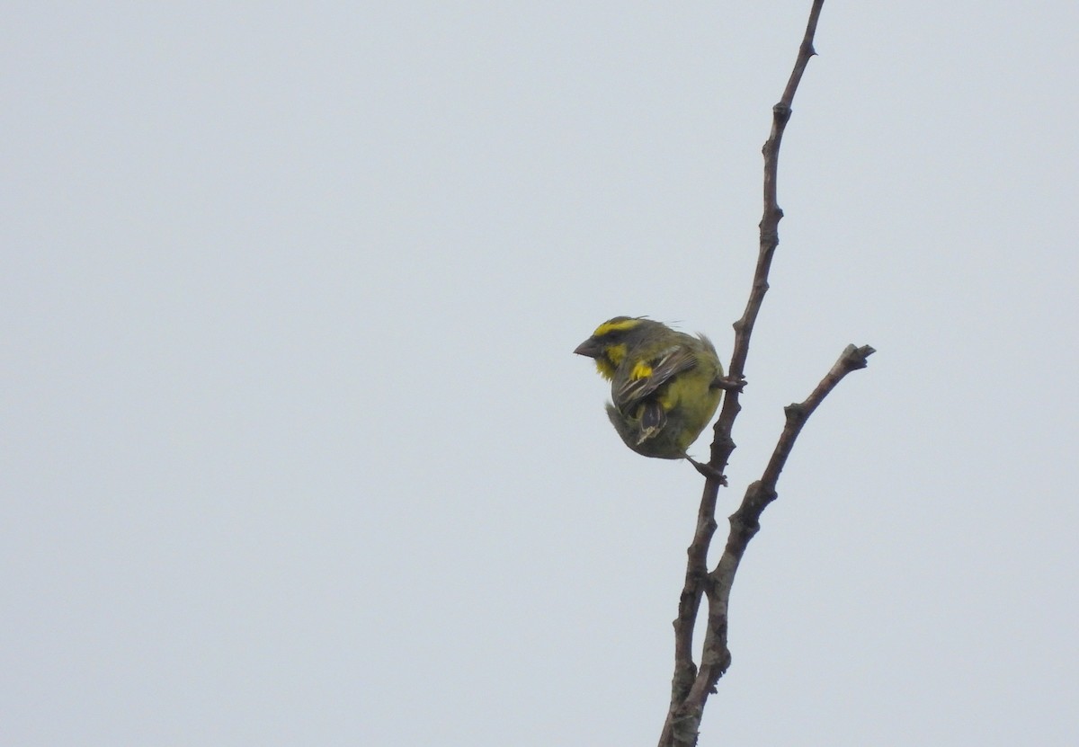 Yellow-fronted Canary - ML541729561