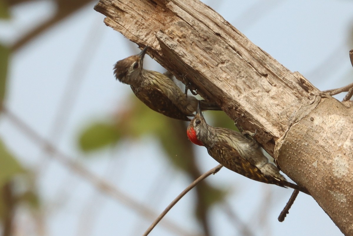 Cardinal Woodpecker - ML541730041
