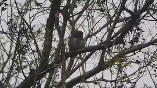 Asian Barred Owlet - ML541730431