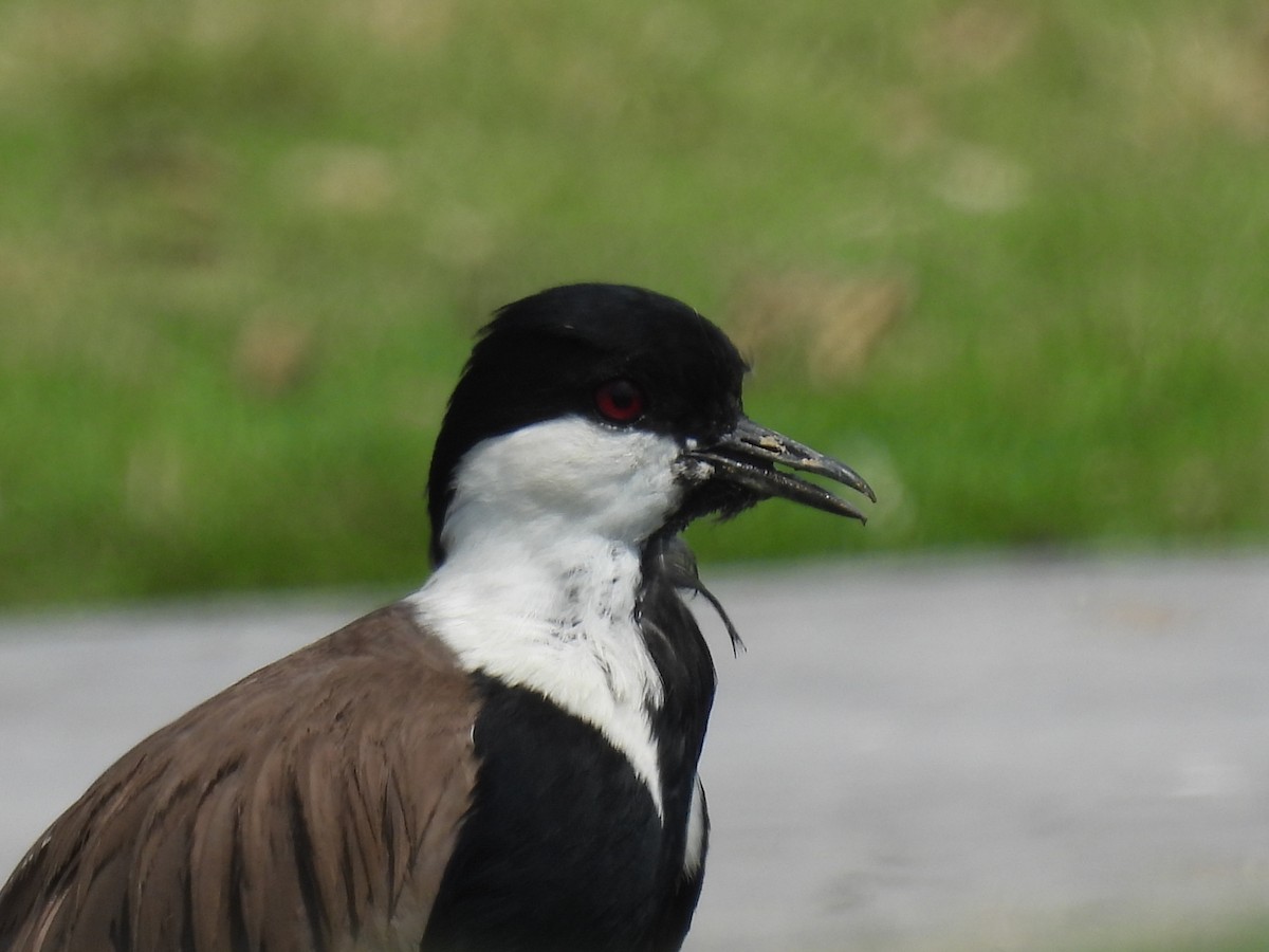 Spur-winged Lapwing - ML541730641