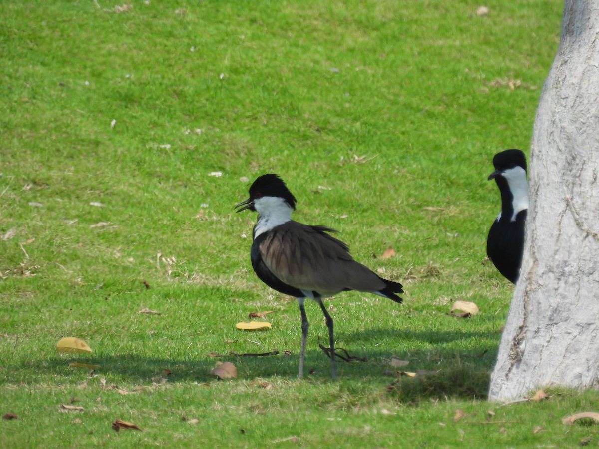 Spur-winged Lapwing - ML541730811