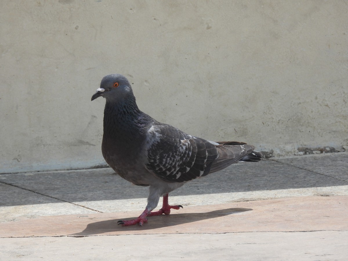 Rock Pigeon (Feral Pigeon) - Mike Coulson