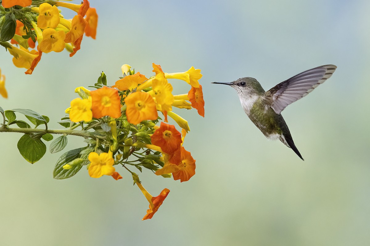 Vervain Hummingbird - Peter Hawrylyshyn