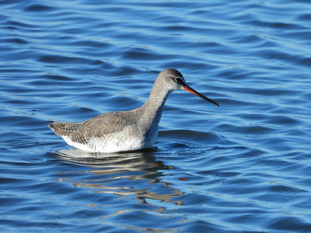 Spotted Redshank - ML541737811