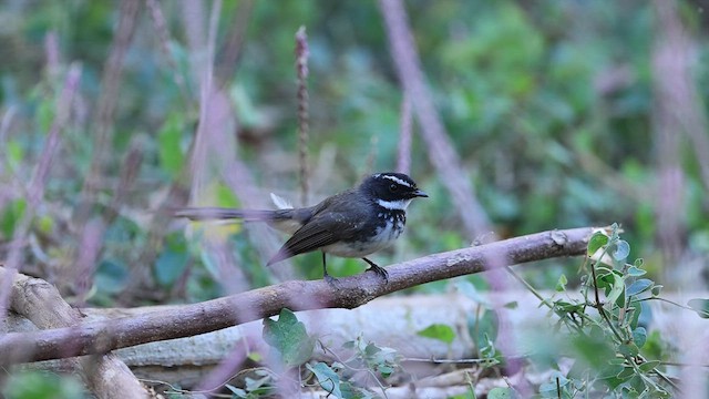 Spot-breasted Fantail - ML541739601
