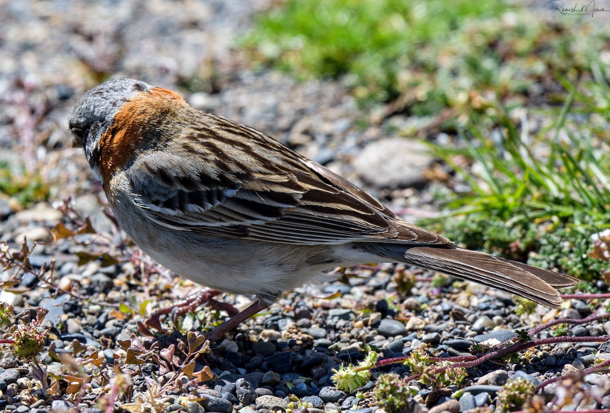 Rufous-collared Sparrow - ML541740671