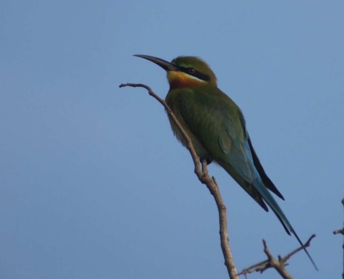 Blue-tailed Bee-eater - ML541742001