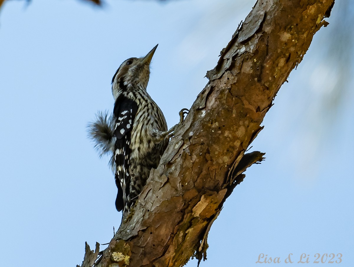 Gray-capped Pygmy Woodpecker - ML541748931