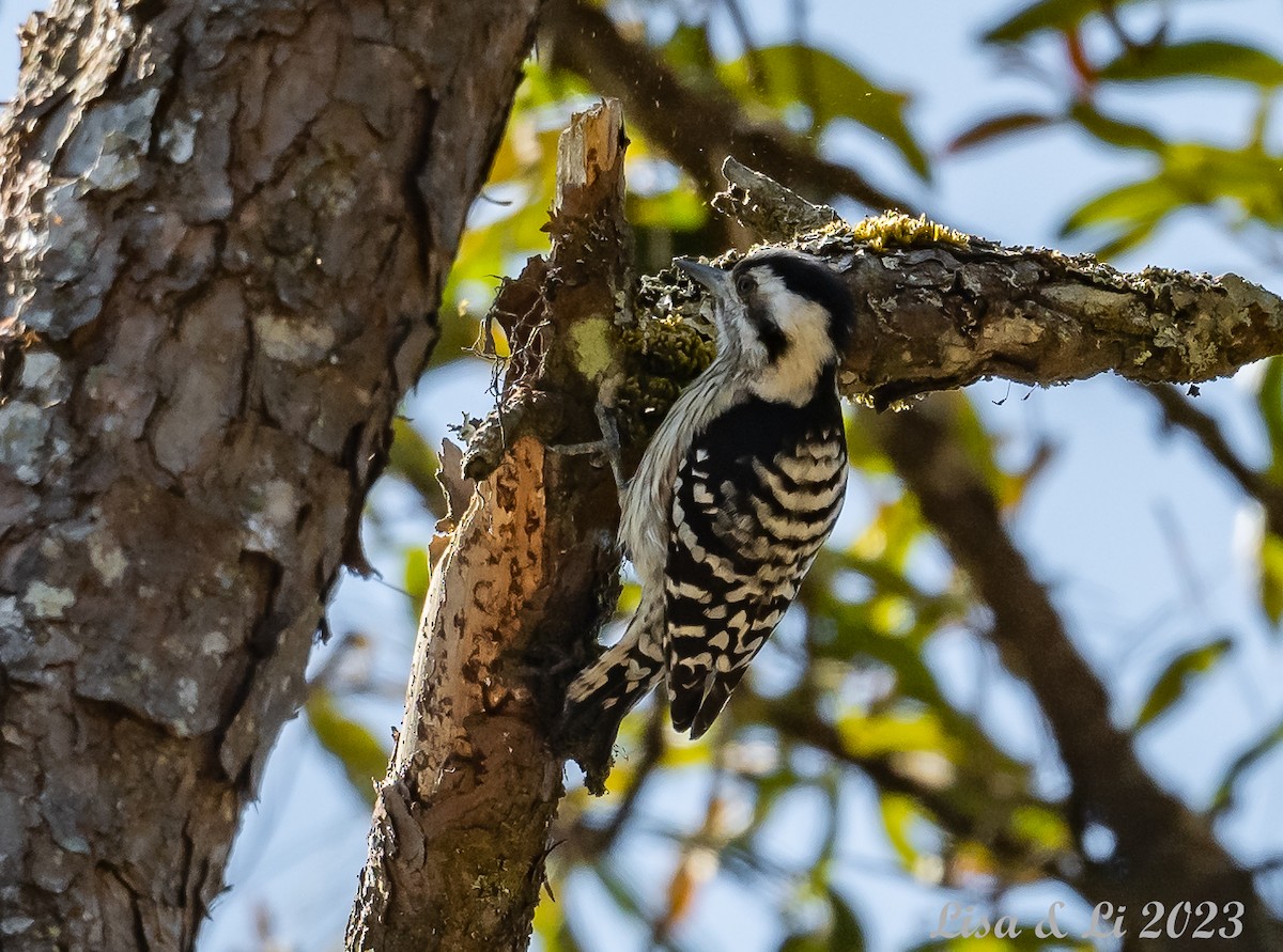 Gray-capped Pygmy Woodpecker - ML541748941