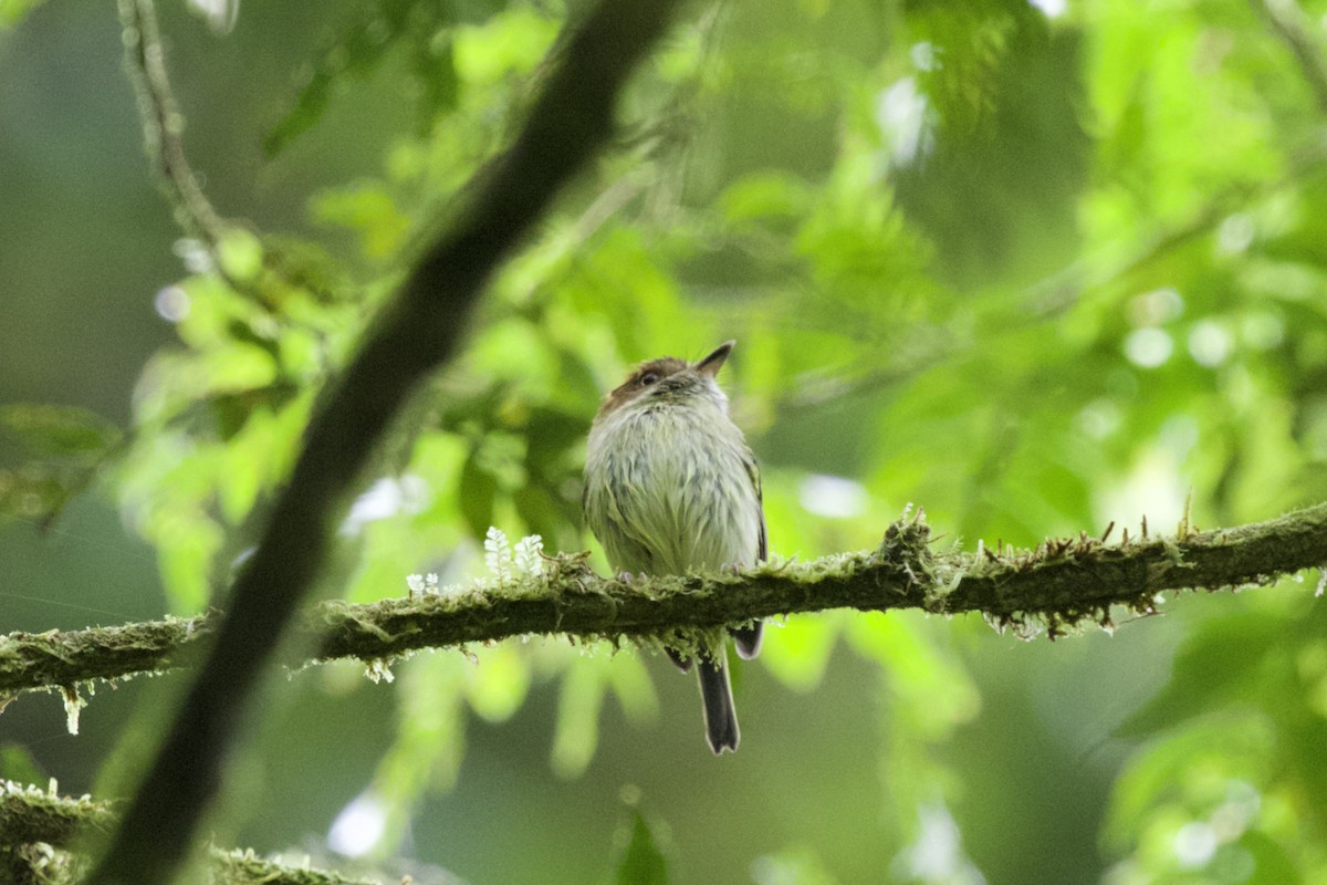 Scale-crested Pygmy-Tyrant - ML541749891