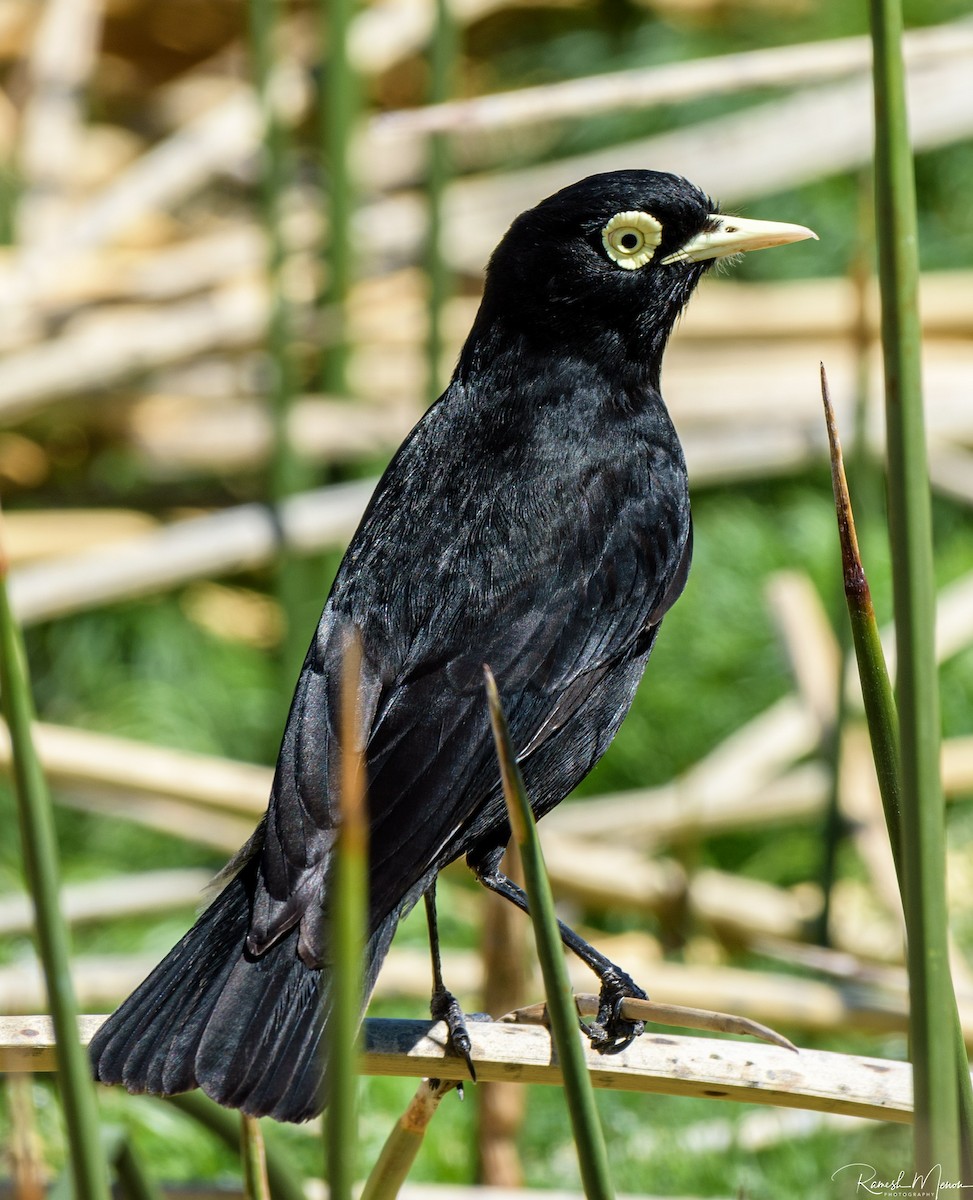 Spectacled Tyrant - ML541750511