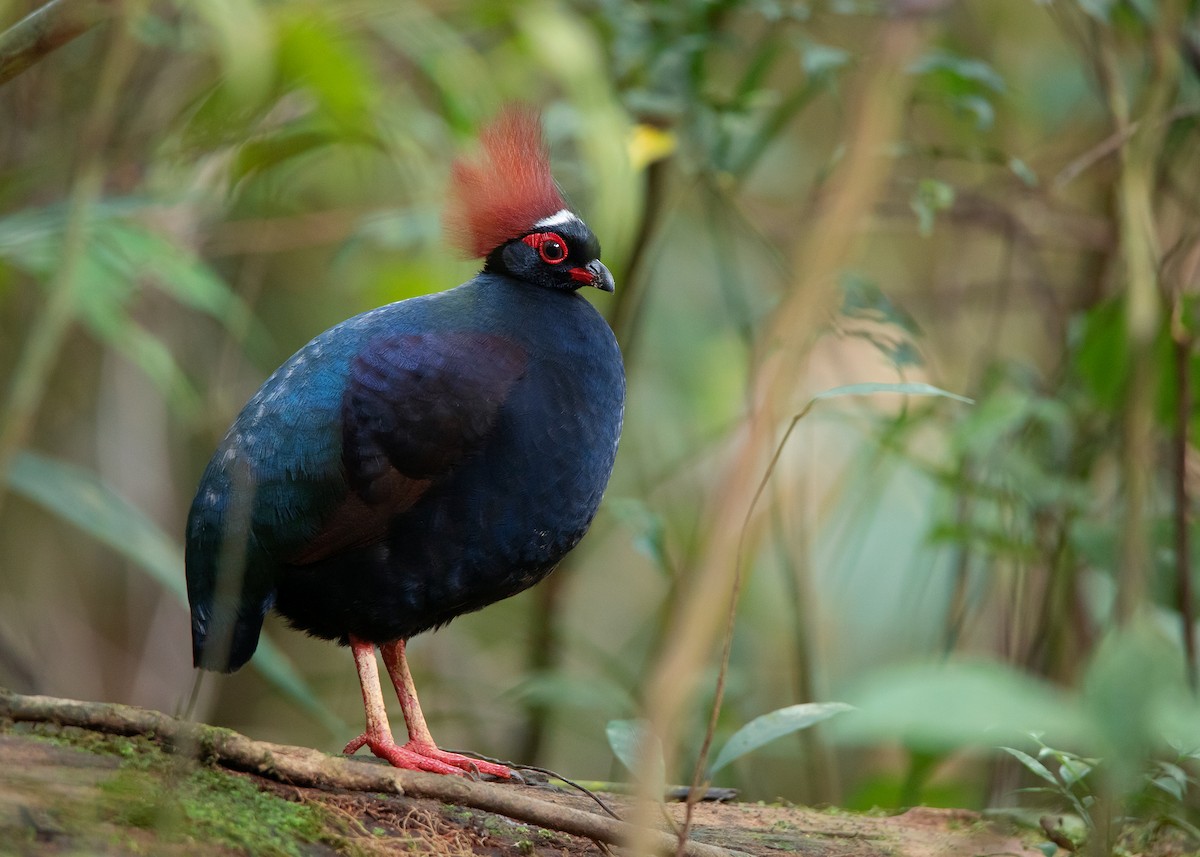 Crested Partridge - ML541750771