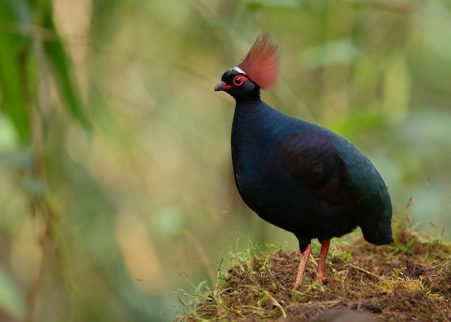 14+ Crested Wood Partridge