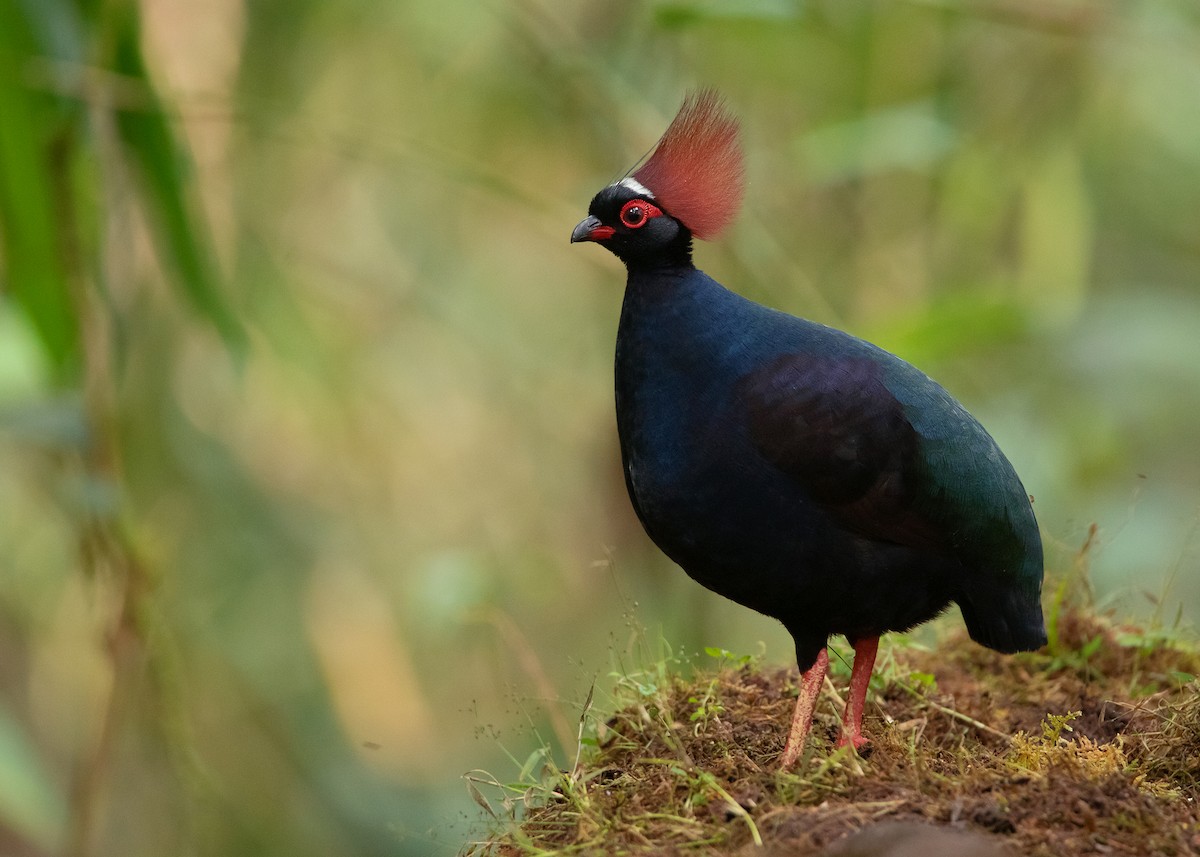 Crested Partridge - ML541750781