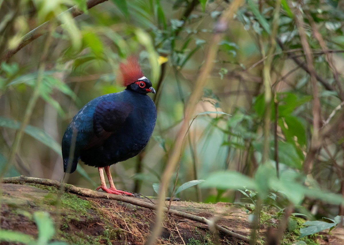 Crested Partridge - ML541750791