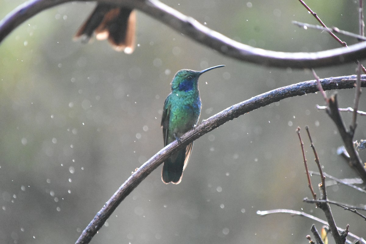 kolibřík modrouchý - ML541752651