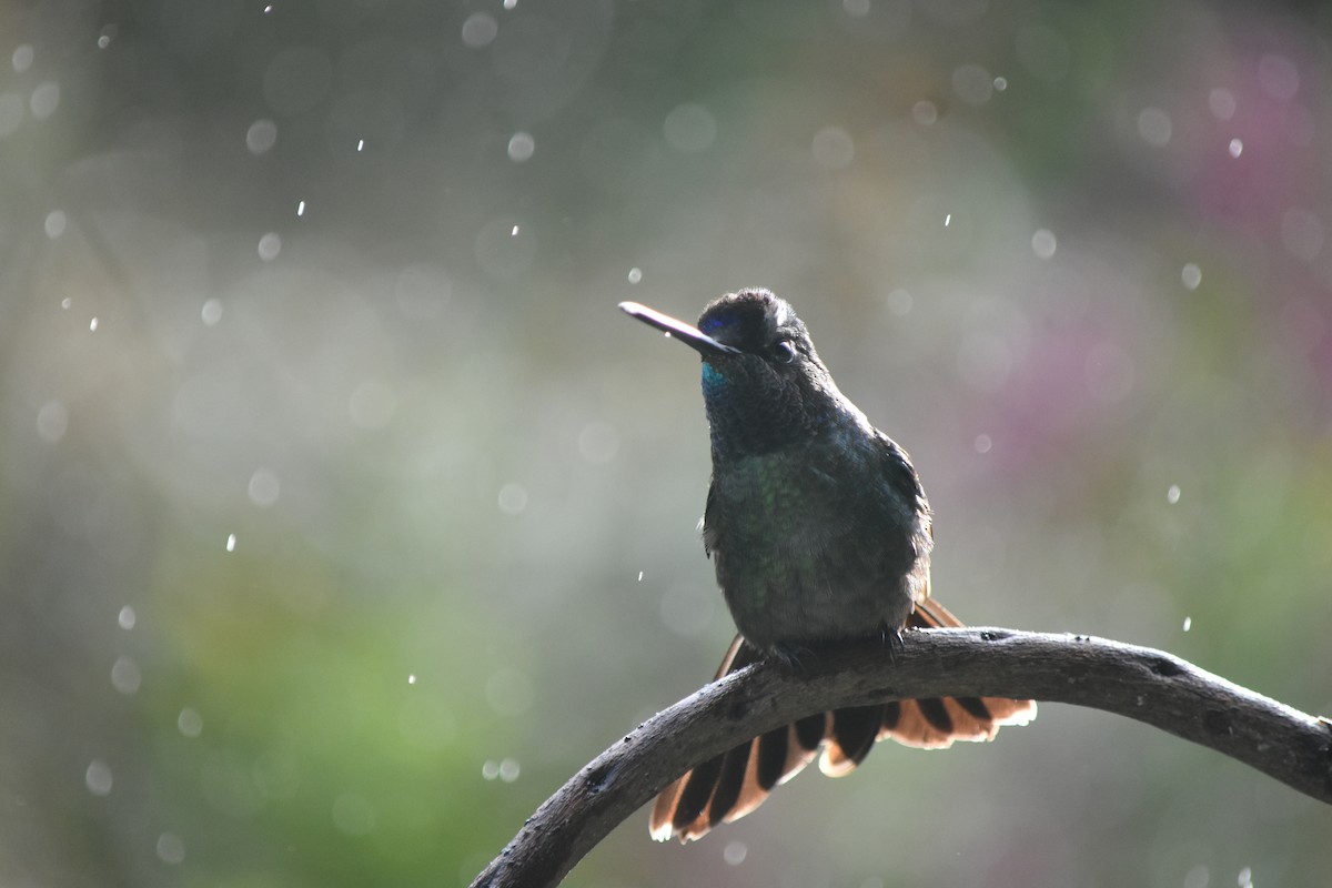 Talamanca Hummingbird - ML541753001