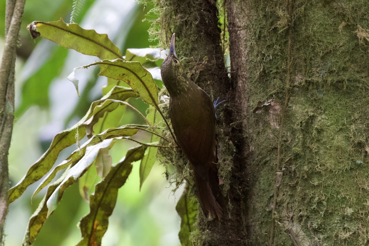 Spotted Woodcreeper - ML541754271