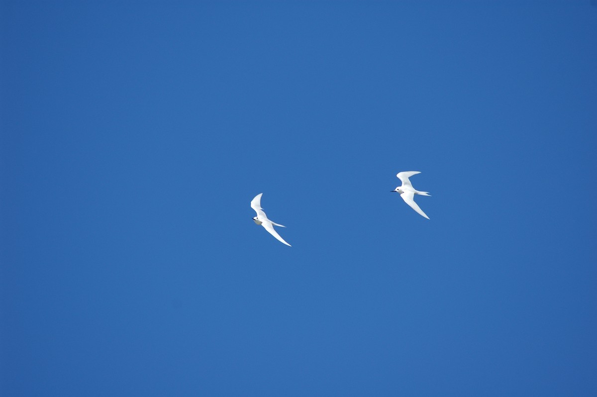 White Tern - Florent De Vathaire