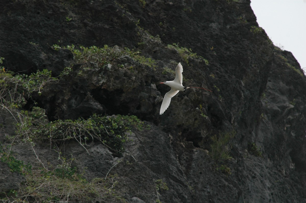 Red-tailed Tropicbird - ML541756311