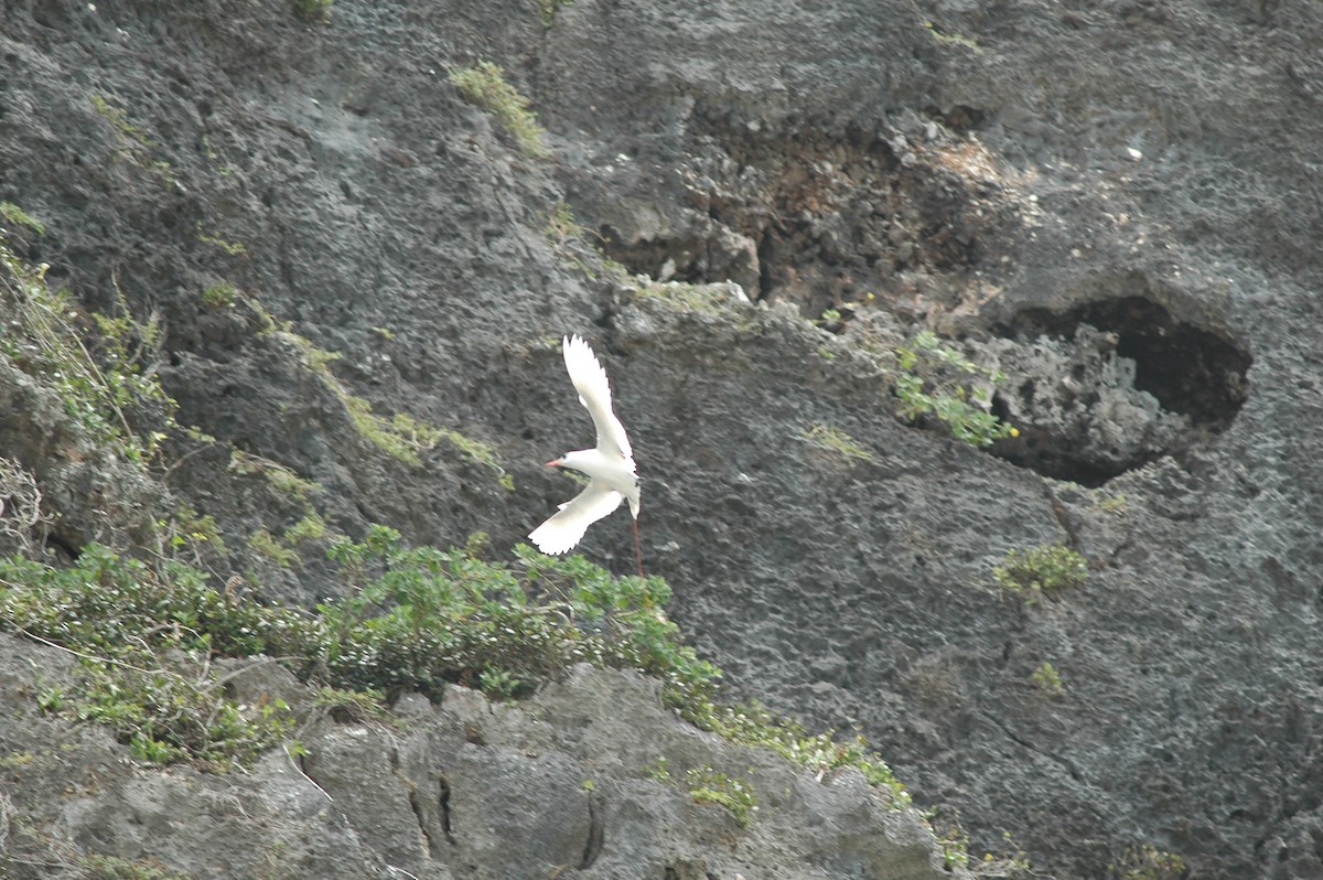 Red-tailed Tropicbird - ML541756321