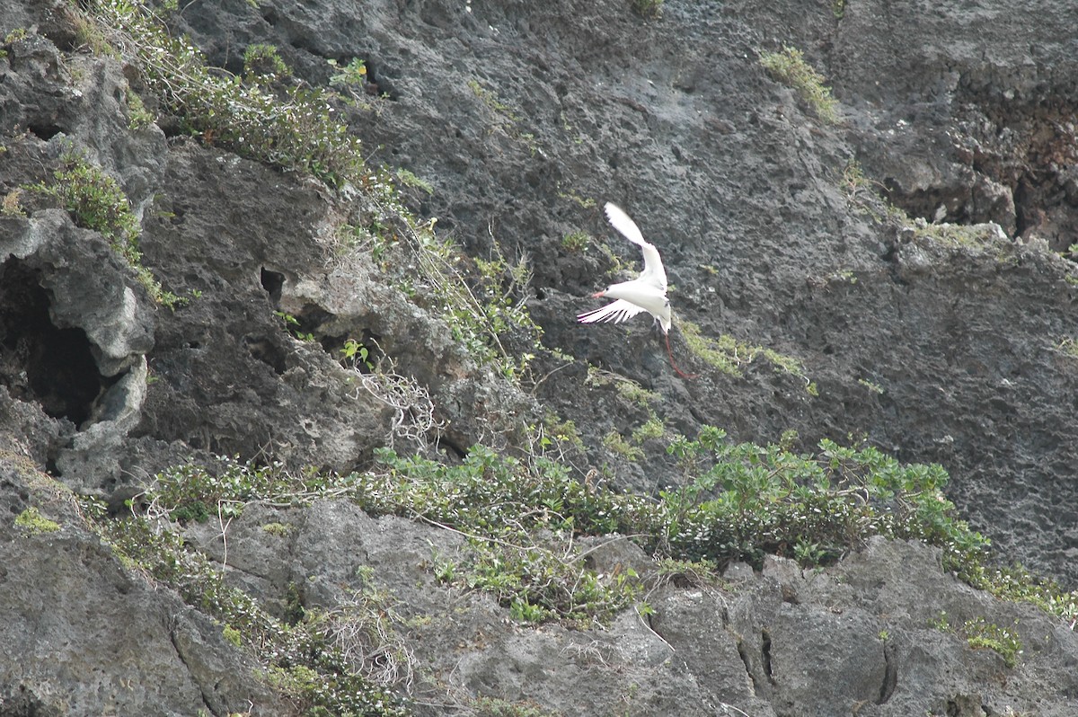 Red-tailed Tropicbird - ML541756331