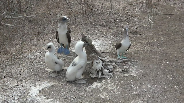 Blue-footed Booby - ML541757541